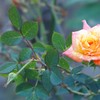 散歩道で薔薇