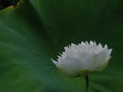 玉碗蓮