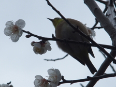 見上げればメジロ