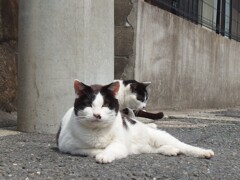 よく猫に会う日でした。