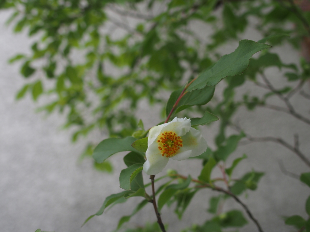ヒメシャラ by こなゆきん （ID：8745598） 写真共有サイトPHOTOHITO