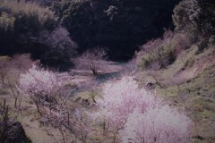 桜の谷