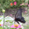 百日草とナガサキアゲハ　おしまい