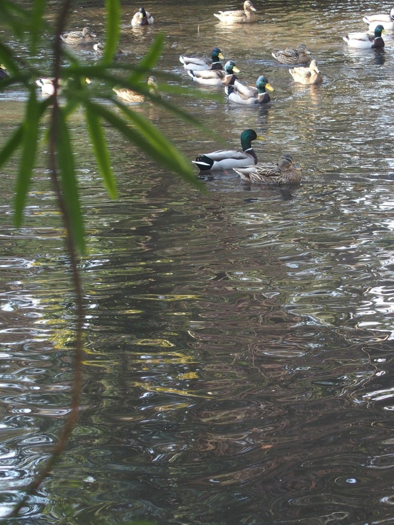 楽寿園で鳥撮り　１