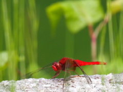ショウジョウトンボ