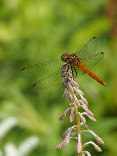 アキアカネ