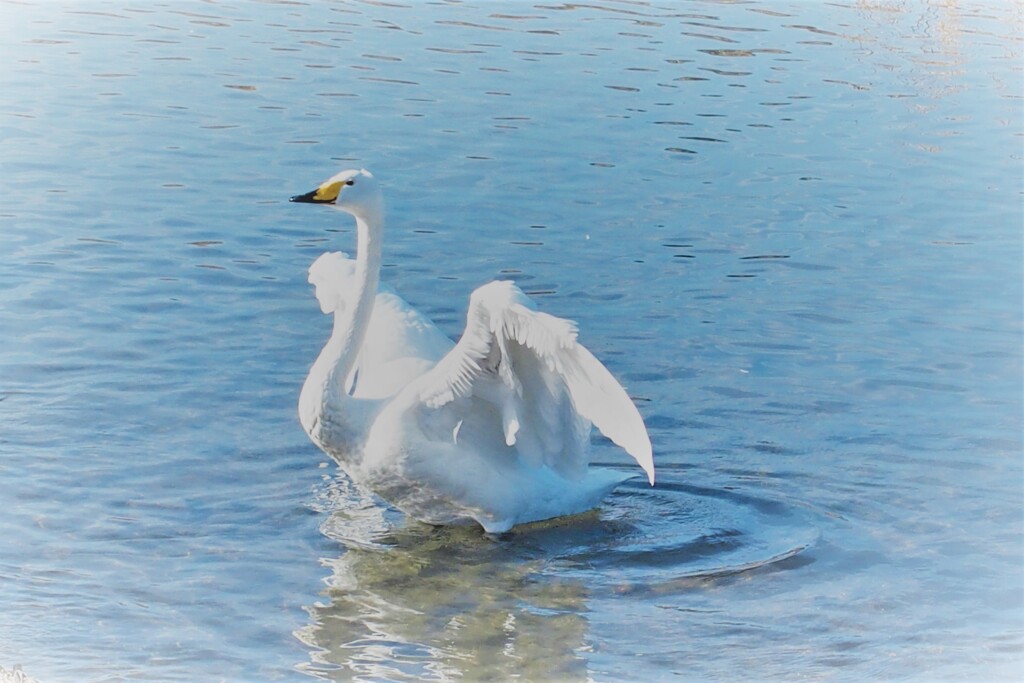 SWAN　１
