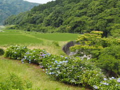 山あいの散歩道　6月