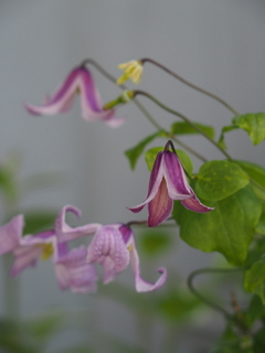 花壇のお花たち　クレマチス