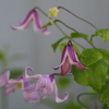 花壇のお花たち　クレマチス