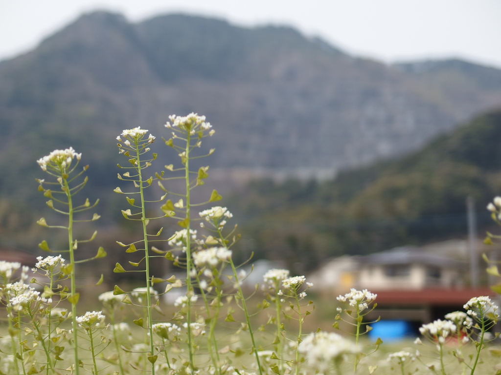 山あいの散歩道　3月　その２