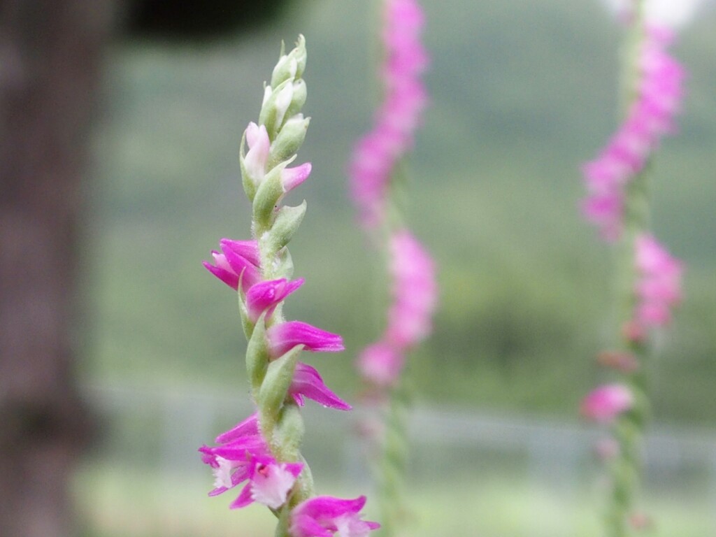 ネジバナ