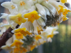 ミツマタ　―黄花まつり―