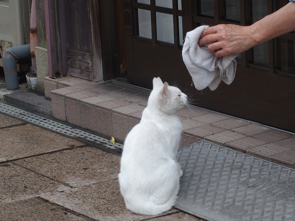 猫は手を貸さない