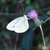 アザミとモンシロチョウ