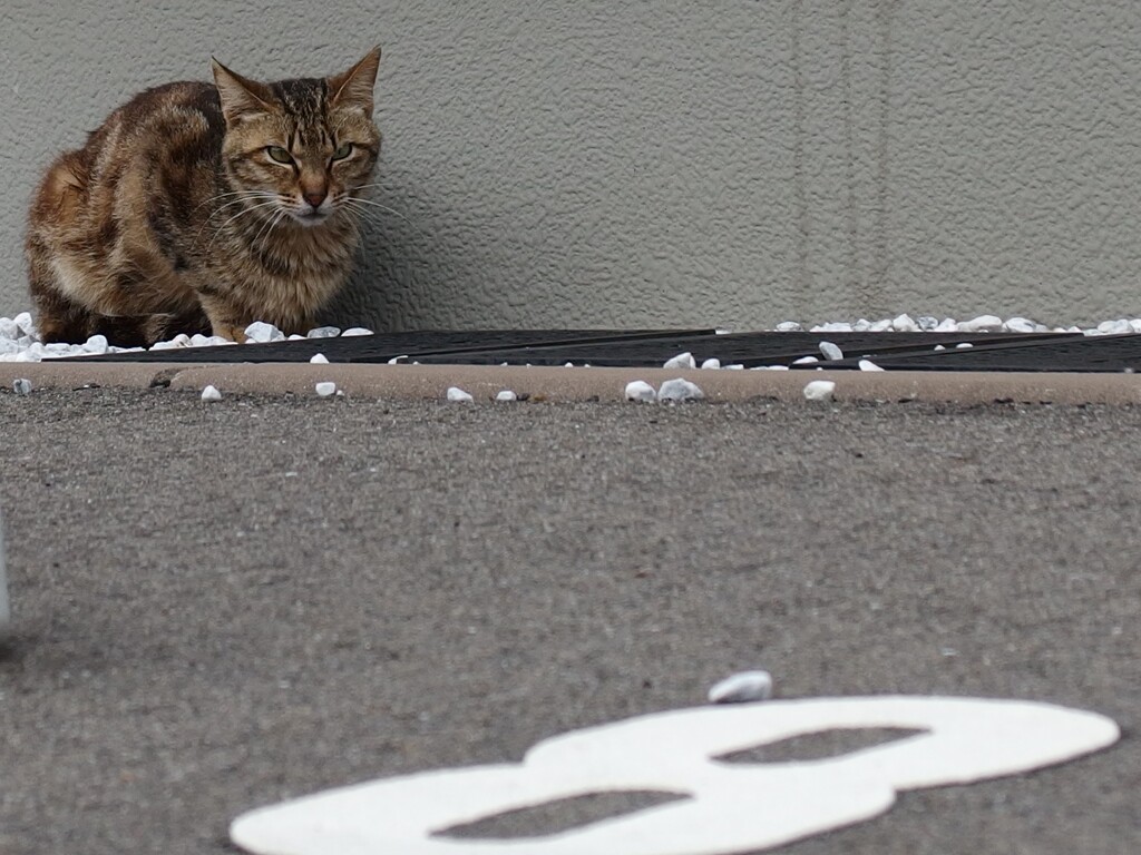 よく猫に会う日でした。３