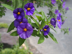 花壇のお花たち　ソラナム・ラントネッティ