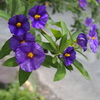 花壇のお花たち　ソラナム・ラントネッティ