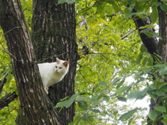 木の上のにゃんこ