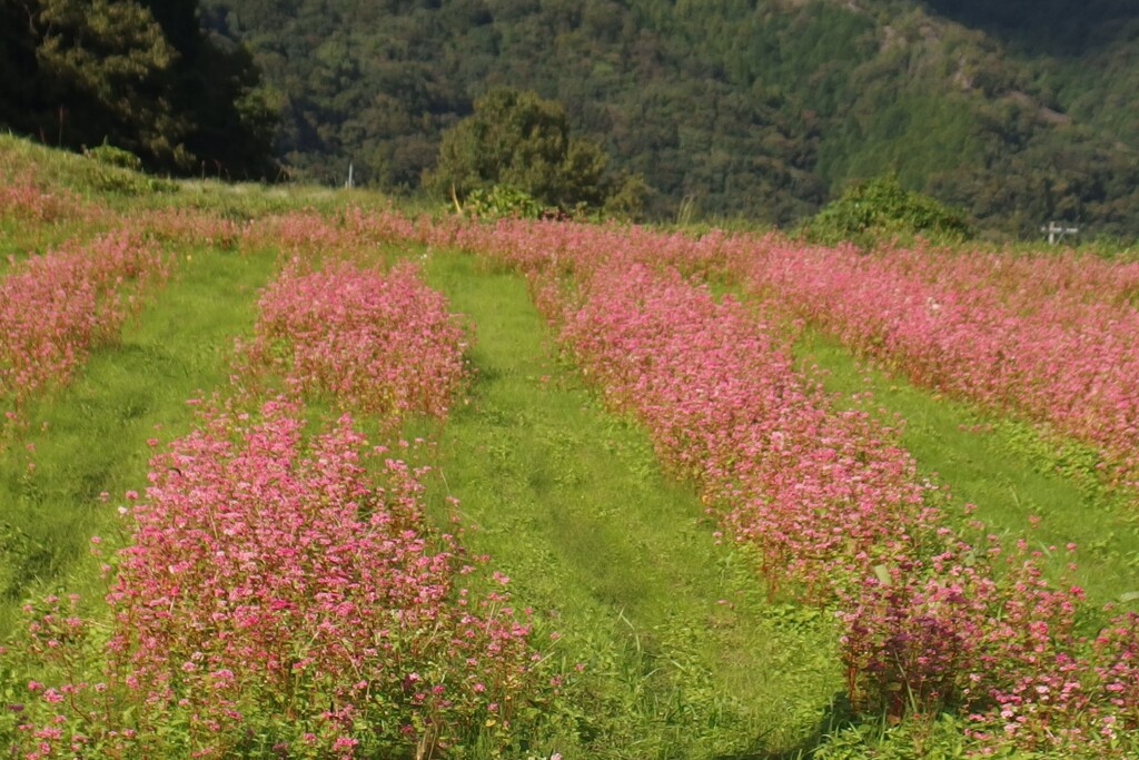 蕎麦畑