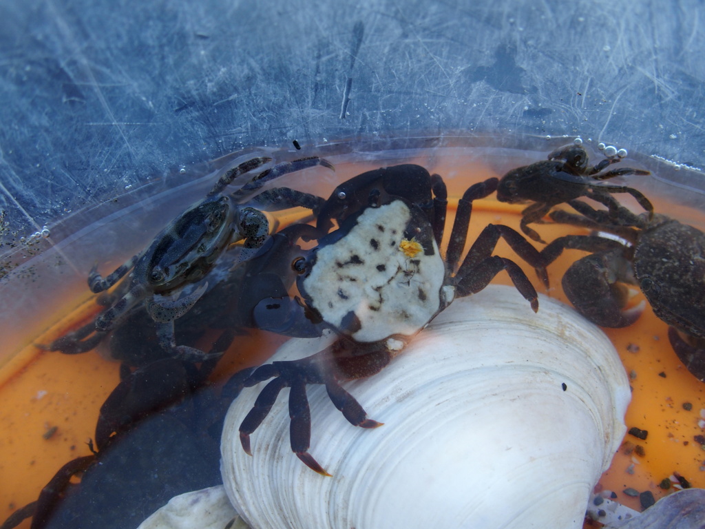 蟹