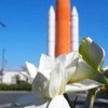 くちなしの花