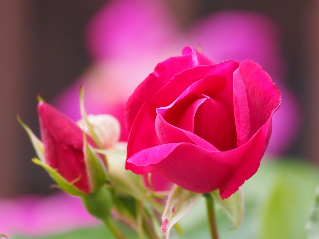 薔薇の季節ですねー