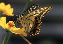 キバナコスモスとキアゲハ　2