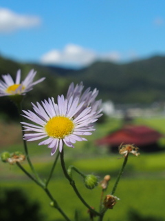 野菊