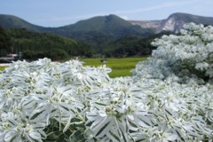 初雪草を見に来ませんか？