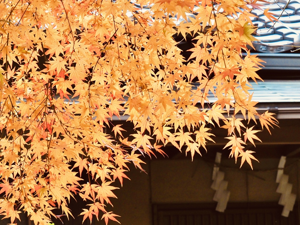 名残の紅葉