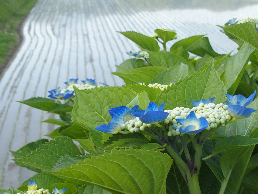 紫陽花と田んぼ　２