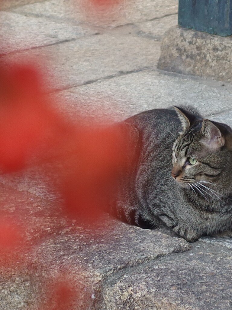 ピラカンサと猫　３