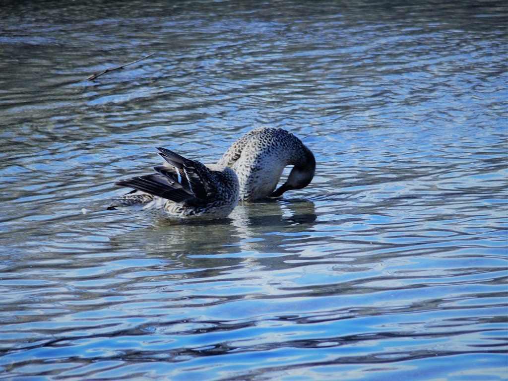 白鳥をまねる鴨