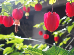 花壇のお花たち　アブチロン