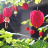 花壇のお花たち　アブチロン
