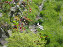 なごり桜