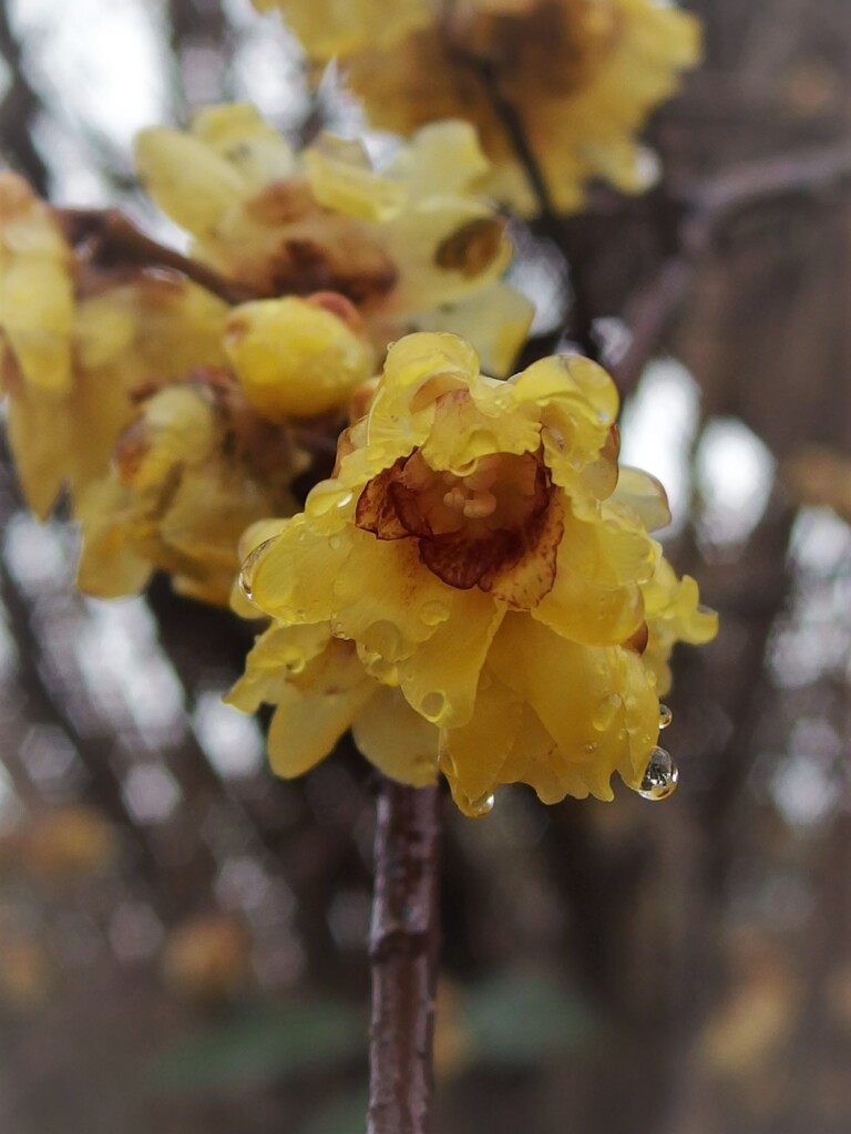 雨もいいね♪