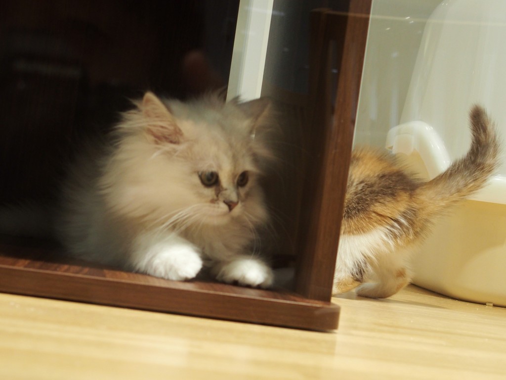 にゃんこ　C