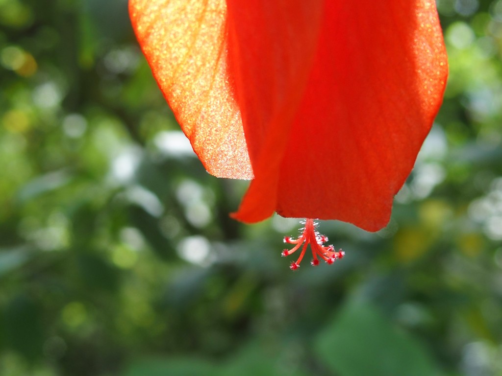 温室のお花たち　２