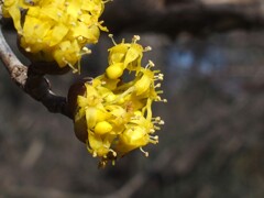 サンシュユ　―黄花まつり―