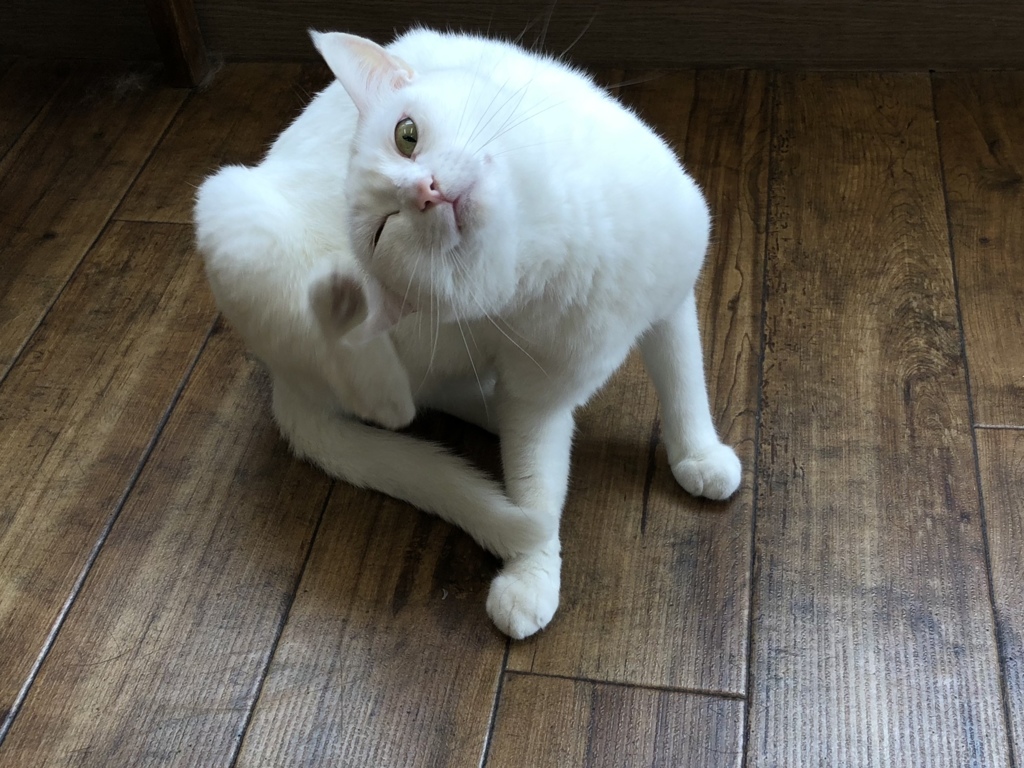 お茶しない？