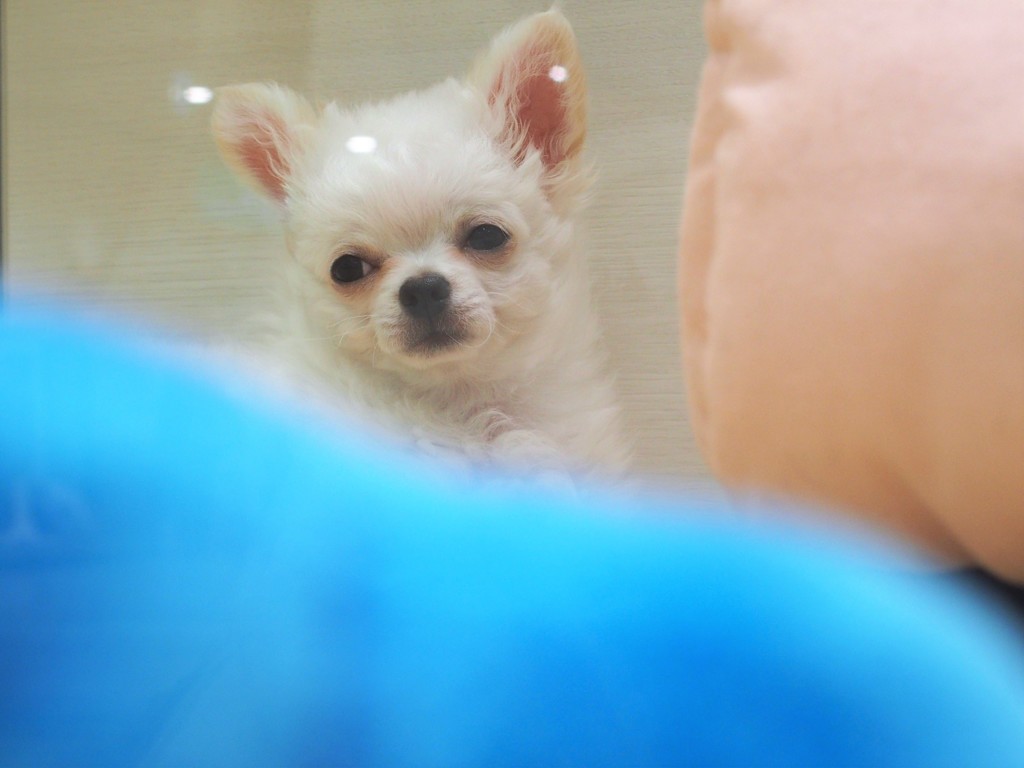 苦手なワンちゃんだけど・・