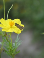キバナコスモスとセセリン