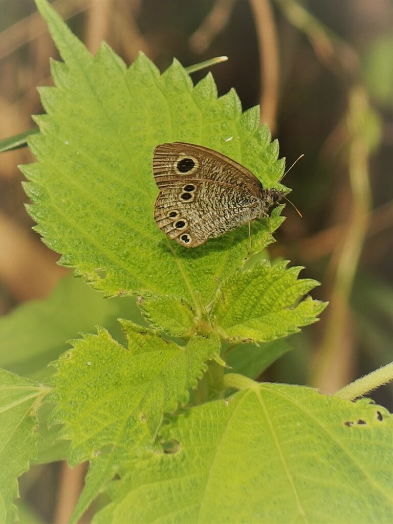 ヒメウラナミジャノメ