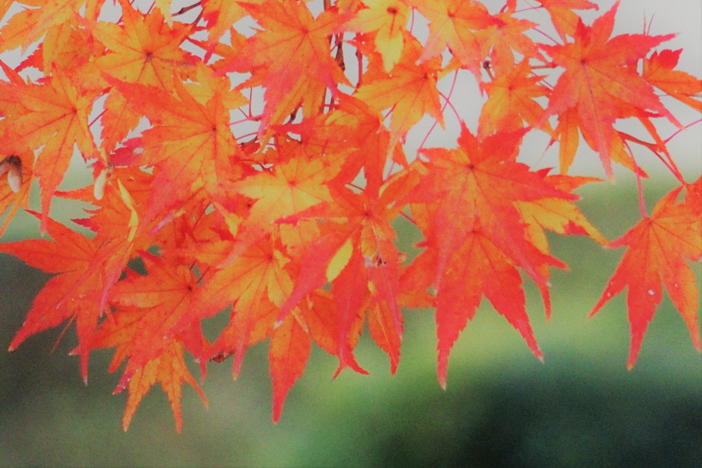 法隆寺紅葉　にー