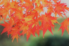 法隆寺紅葉　にー