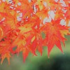 法隆寺紅葉　にー