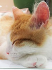 自分で腕まくら
