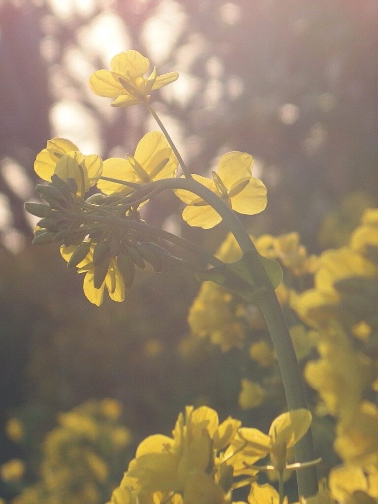 まぶしいひかり